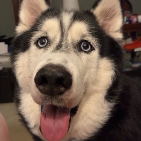 Meet your Posher, Bobs - Picture 2 of 4